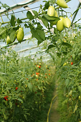 Image showing Oblong green tomatoes hanging in hothouse