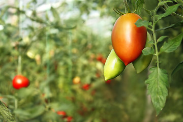 Image showing Oblong red tomato hanging in greenhouse