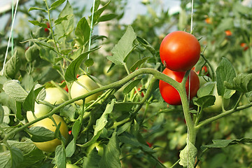 Image showing Red and green tomatoes in greenhouse