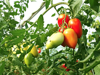 Image showing Bunch of oblong red tomatoes