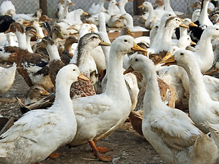 Image showing Domestic ducks in the poultry yard