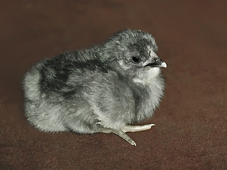 Image showing Small gray fluffy chicken