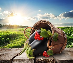 Image showing Eggplants and landscape