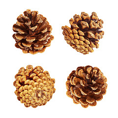 Image showing Pine cones