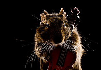 Image showing musical degu