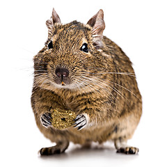 Image showing degu