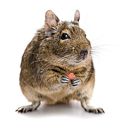 Image showing degu