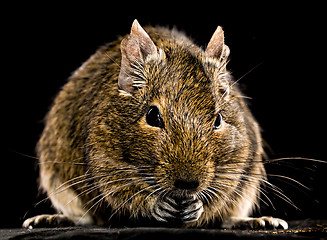 Image showing degu