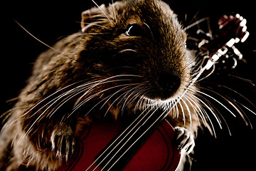 Image showing musical degu