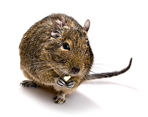 Image showing degu