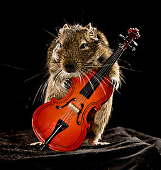 Image showing musical degu