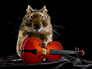 Image showing musical degu