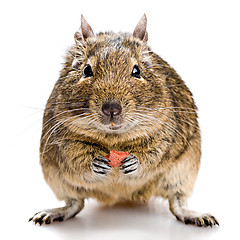 Image showing degu