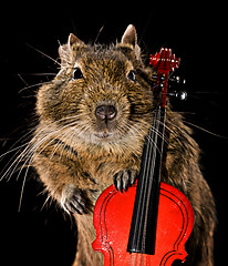 Image showing musical degu