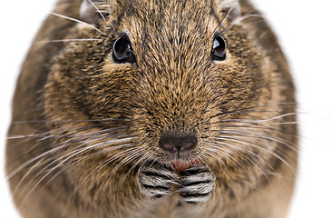 Image showing degu