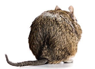 Image showing degu back view