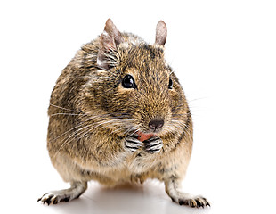 Image showing degu