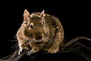 Image showing degu