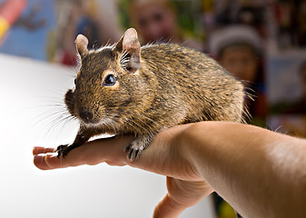 Image showing degu on hand