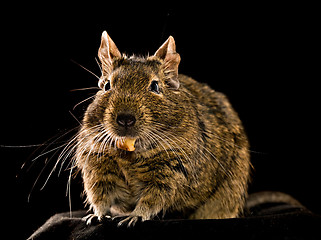 Image showing degu