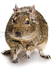 Image showing degu