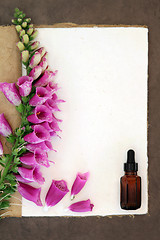 Image showing Foxglove Herbal Medicine