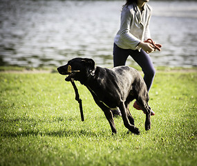 Image showing  young girl and dog on the grass