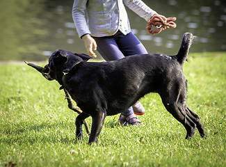 Image showing  young girl and dog on the grass