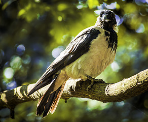 Image showing Common black bird