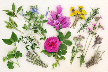 Image showing Naturopathic Herbs and Flowers