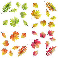 Image showing Set 32 colorful leaves - Autumn, Spring.