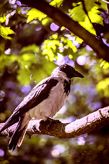 Image showing Common black bird