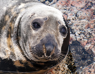 Image showing Seal (Pinnipeds, often generalized as seals)