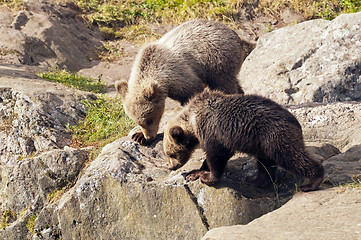 Image showing Young bears