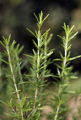 Image showing Rosemary (Rosmarinus officinalis)