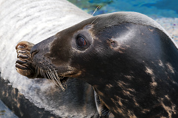 Image showing Seal (Pinniped)