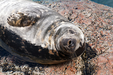 Image showing Seal (Pinnipeds, often generalized as seals)