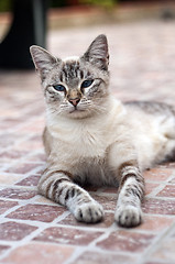 Image showing Cat