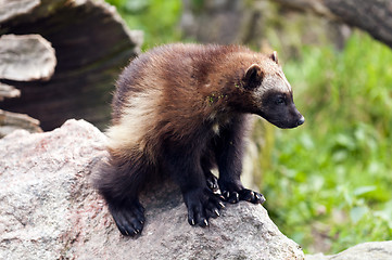 Image showing Wolverine