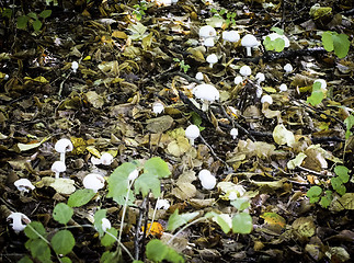 Image showing White mushrooms