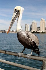 Image showing San Diego Pelican