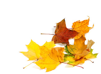 Image showing Autumn dry maple leafs at corner