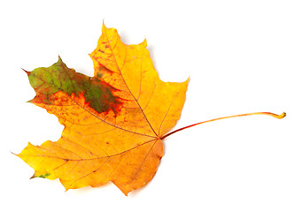 Image showing Multicolor autumn maple leaf