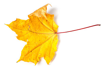 Image showing Yellow dried autumn maple-leaf