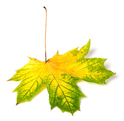 Image showing Yellowed autumn maple-leaf