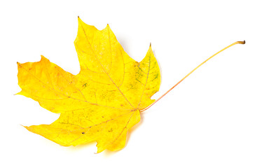 Image showing Yellow autumn maple-leaf on white background.