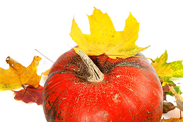 Image showing Red ripe pumpkin and autumn leaves 