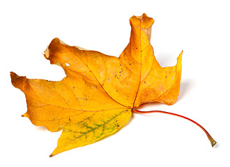Image showing Yellow dried autumn maple-leaf on white background