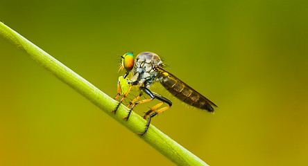 Image showing Asilidae (robber fly) sits on a blade of grass. Thailand