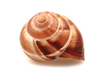 Image showing snail shell isolated